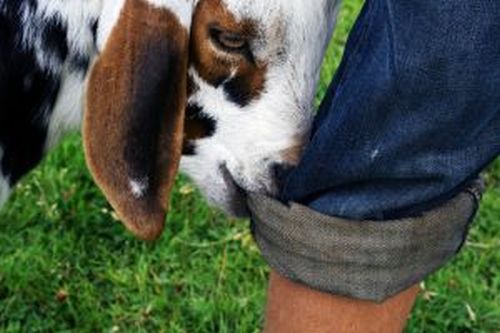 raising-boer-goats